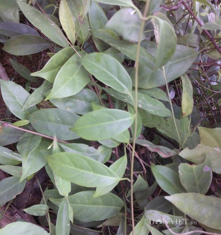 Bụi cây vón vén. ảnh: HL 